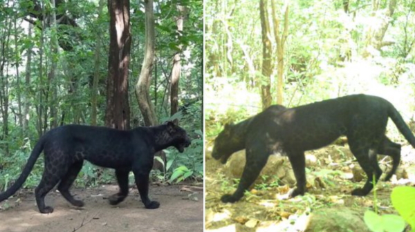 black panther spotted in Odisha