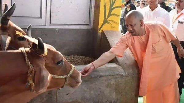 cm yogi