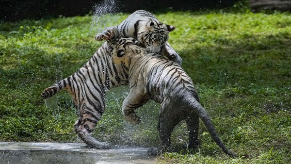 Death-of-two-tigers-in-Bandhavgarh-National-Park Death-of-two-tigers-in-Bandhavgarh-National-Park