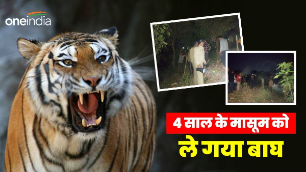  Dehradun news tiger took away four year old innocent child courtyard of the house dead body found