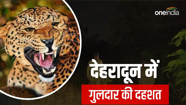 Dehradun leppard killed four-year-old innocent child Guldar footprints trap camera footage found 