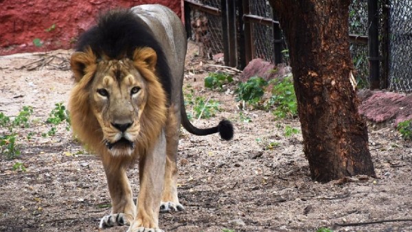 Etawah Lion Safari Baahubali dies 