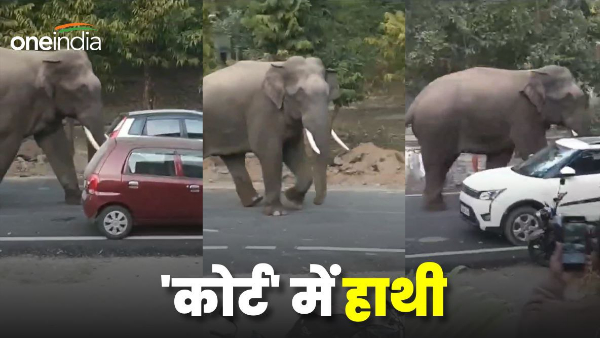 Haridwar News Video: Elephant came out forest stormed court premises ruckus atmosphere everywhere