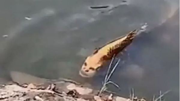 china Human face fish viral video