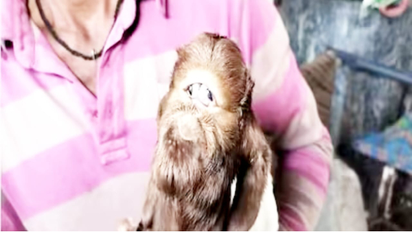 Indore Goat Alien Kid, Indore Goat Alien Kid,