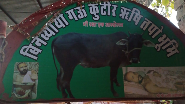 Kali kapila Bin Byahi gaay Jodhpur Kali kapila Bin Byahi gaay Jodhpur