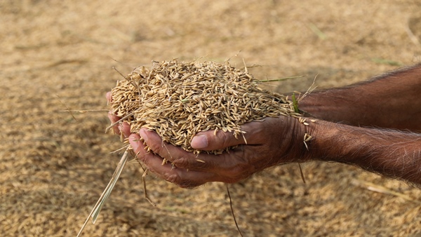 Katni-news-farmer-end-his-life-due-to-debt