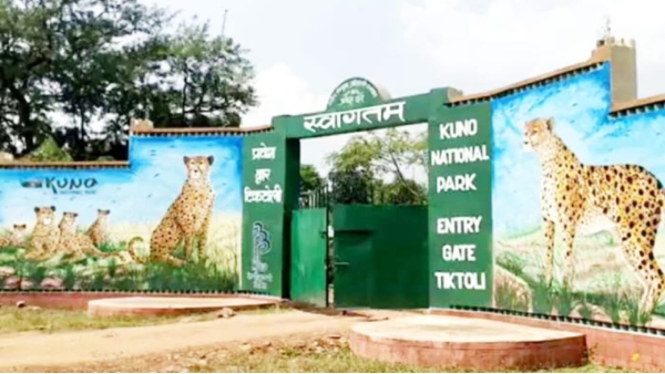 Kuno National Park Cheetah Safari