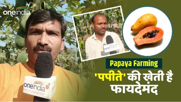 papaya farming kushinagar