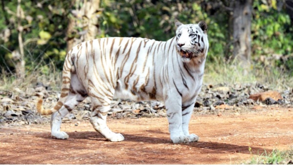 Mukundpur white tiger 