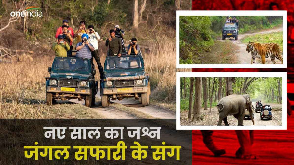 New Year Celebration 2024 Jungle Safari, where to book how much will cost Jim Corbett National Park New Year Celebration 2024 Jungle Safari, where to book how much will cost Jim Corbett National Park
