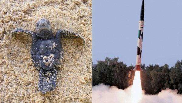 DRDO paused missiles testing at Wheeler Island coast during mass nesting season of turtles
