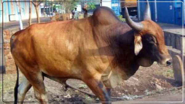 up-news-bull-brutally-beaten-people-angry-after-watching-viral-video