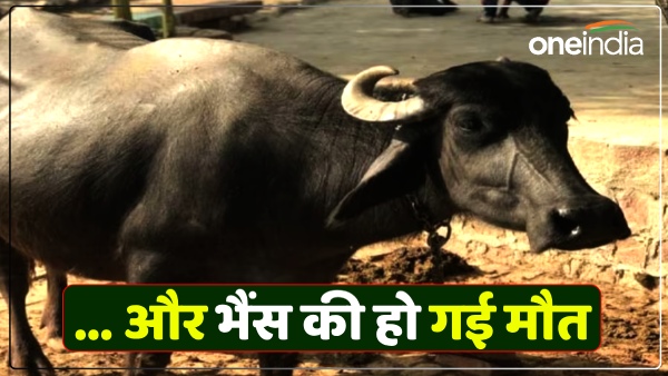 up-news-buffalo-injected-to-increase-milk