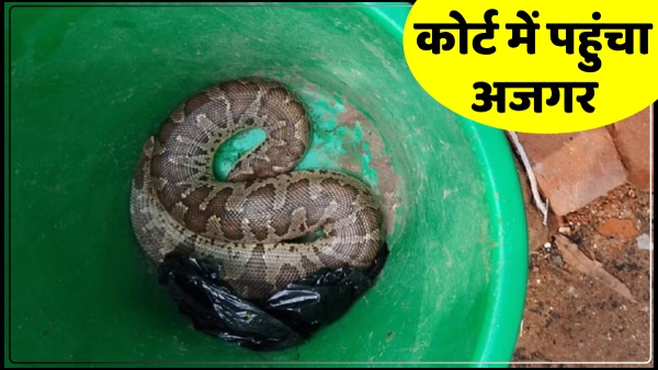 up-news-python-came-out-from-the-files-kept-in-the-court-created-a-stir