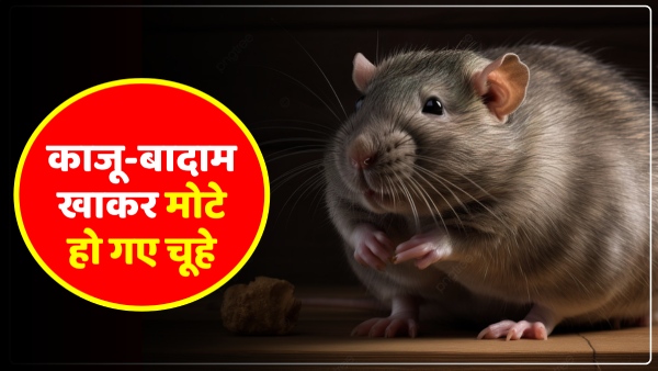 rats-became-fat-after-eating-cashew-nuts-almonds-and-raisins-in-prayagraj-up