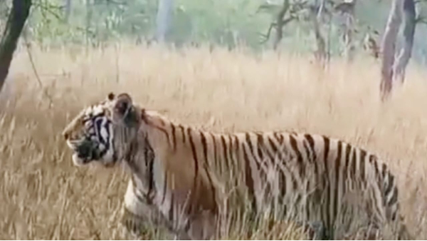 panna tiger reserve: panna tiger reserve: