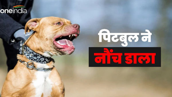 Roorkee Pitbull dog breed elderly woman passing through street bitten treatment in AIIMS Rishikesh.