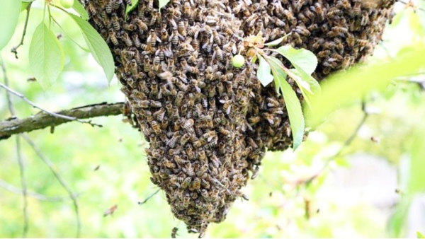 pyre smoke bees pyre smoke bees