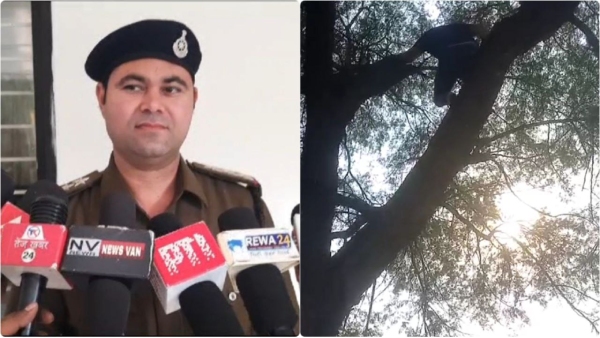 rewa news goat thief, rewa news goat thief,