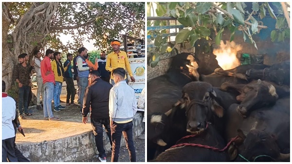 Sagar-news-Ruckus-created-on-animal-trafficking 