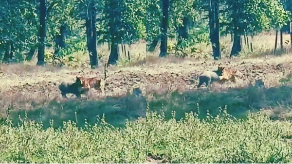 Satpura Tiger Reserve