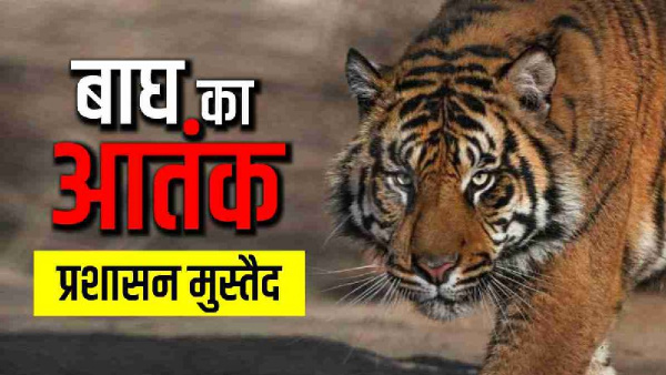 nainital Administration alerted regarding tiger terror keeping schools colleges closed instructions 