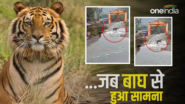 Video Tiger passed through gate Garjia temple Kumaon man was standing in front, know what happened