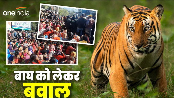 Uttarakhand nainital Tiger takes away 18 year old girl who cutting fodder, huge uproar her death 
