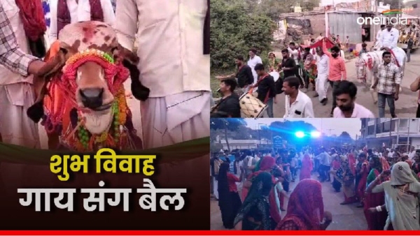 Unique marriage of cow and bull Unique marriage of cow and bull