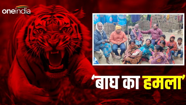 Woman becomes victim of tiger attack in VTR Pashchim Champaran, Bihar News In Hindi