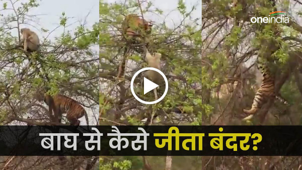  Viral video: Tiger climbed a tree to attack the monkey, the monkey also taught a lesson, see how