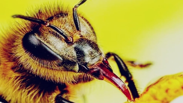 How a bee took the life of a 22 year old youth in Berasia, you will be surprised to know the matter.