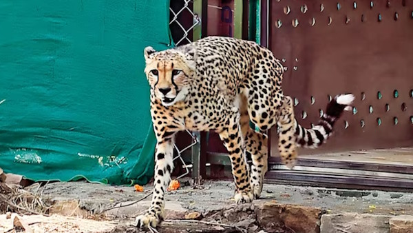 another Namibian cheetah dies at Kuno National Park in Madhya Pradesh 10th fatality since 2022 another Namibian cheetah dies at Kuno National Park in Madhya Pradesh 10th fatality since 2022