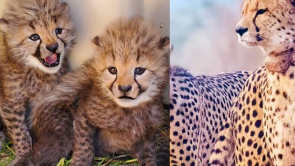 Kuno National Park Kuno National Park