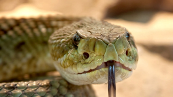 Four snakes found in Jalandhar Four snakes found in Jalandhar