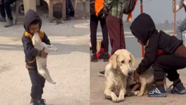 Little dog playing with puppy