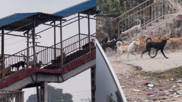 Dog gang video Dog gang video