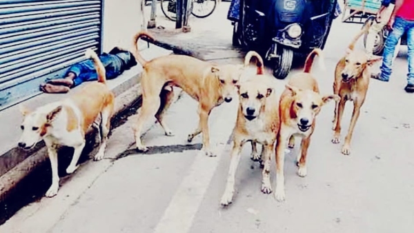 Bhopal Municipal Corporations priority is to catch stray dogs and get them sterilized: Mayor Malti Rai Bhopal Municipal Corporations priority is to catch stray dogs and get them sterilized: Mayor Malti Rai
