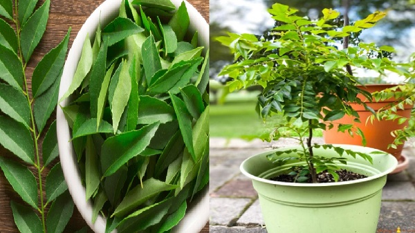 curry leaves
