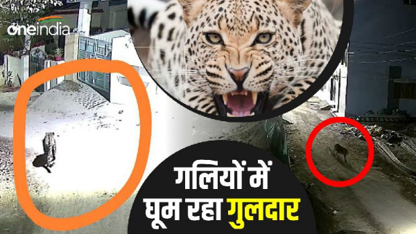 Dehradun news: Guldar seen strolling streets city, created stir after being captured CCTV.