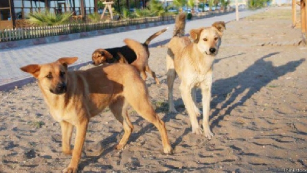 dog kills children bhopal ,