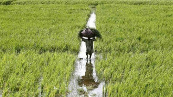 farmer