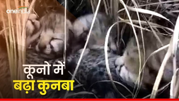 Flame in Kuno gives birth to three cubs