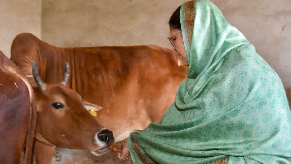 Kamlesh Dhanda, Kamlesh Dhanda,