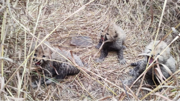 kuno cheetah hope birth of 3 cubs (2) kuno cheetah hope birth of 3 cubs (2)
