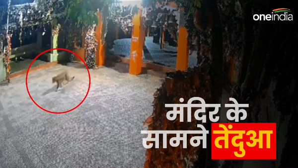 Uttarakhand news: Leopard reached outside golgyu temple captured CCTV, application temple justice.