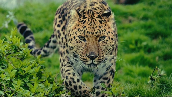 leopard sack que umaria (2)