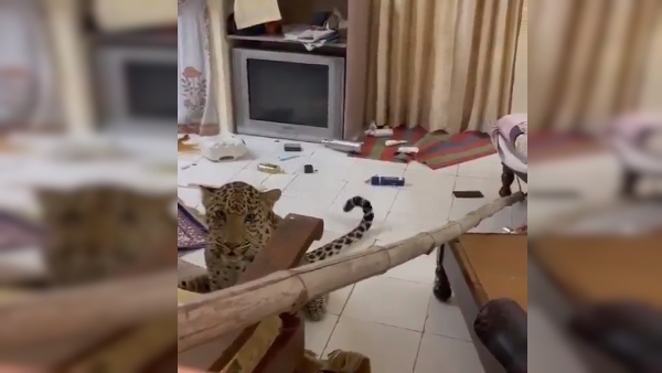 Watch Viral Video Leopard 