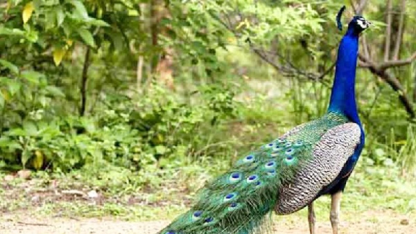 Death of national bird